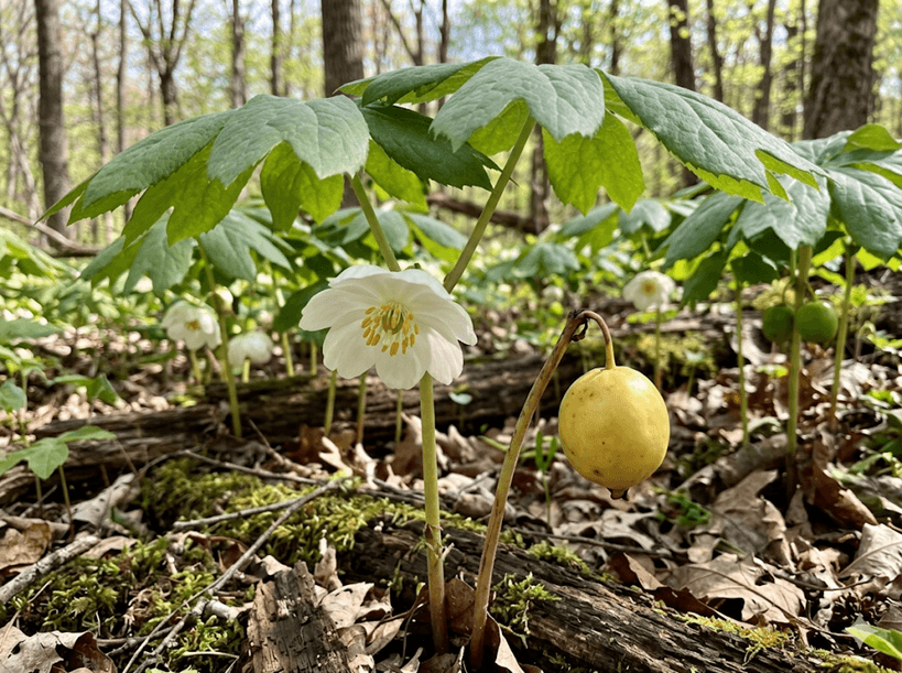 Mayapple